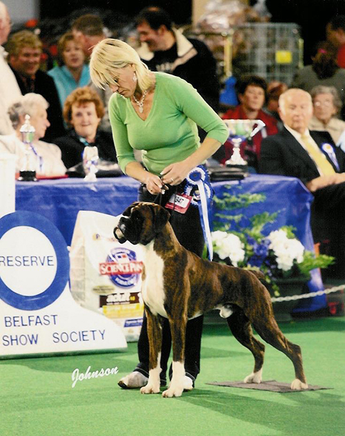 Crufts dave the best sale boxer